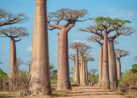 Baobab Properties