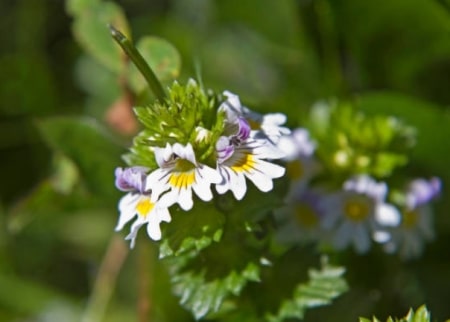 What Is Eyebright (Herb)